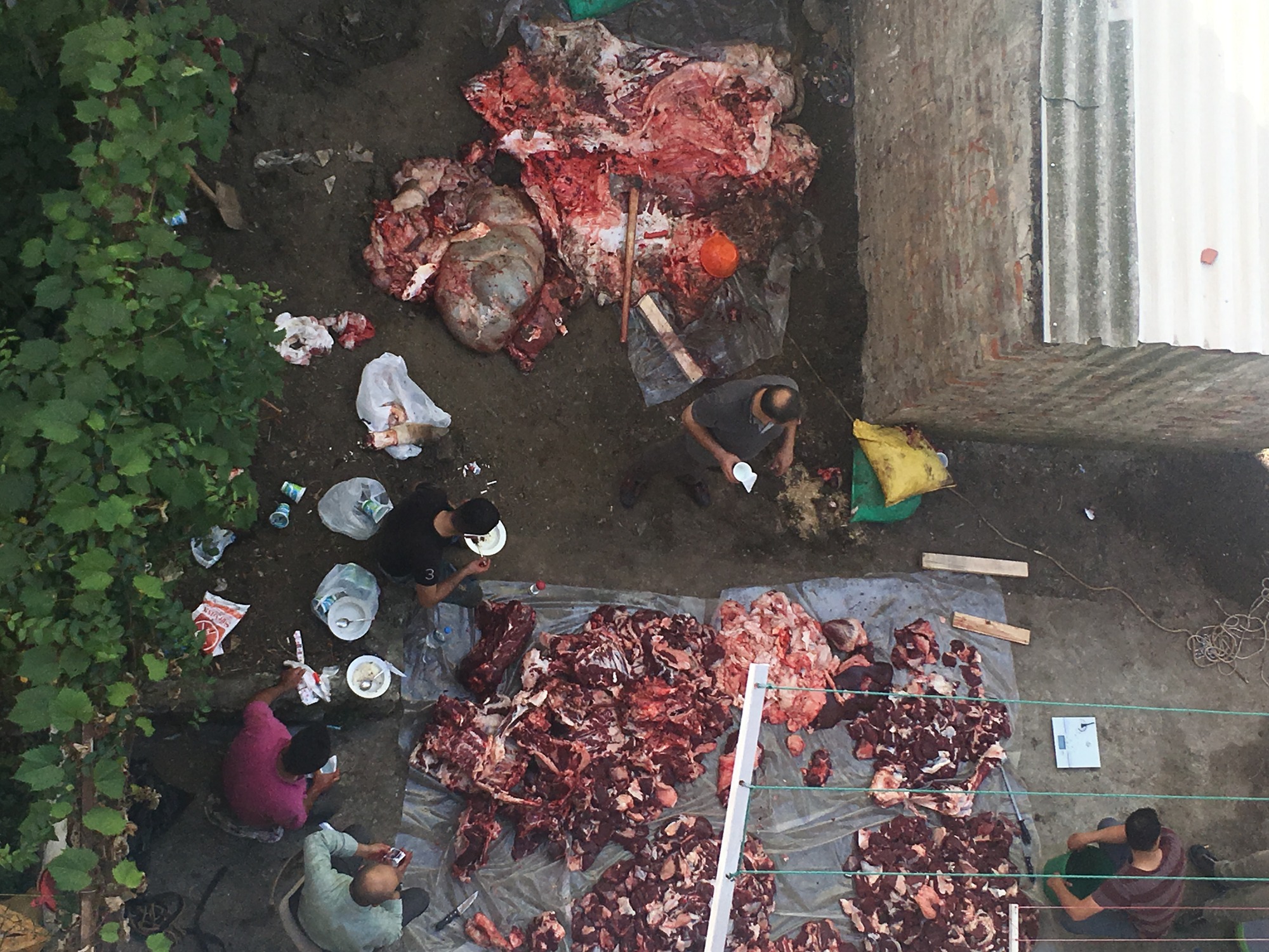 Sacrifice, 2016–2018