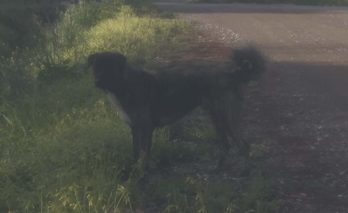I follow two dogs, two dogs are following me, 2024